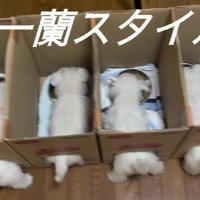 一蘭スタイルで食事！？