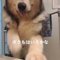 浴槽に入りたいぽてまる君