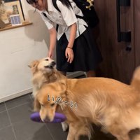 皆で集まる大型犬