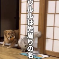 先回りする猫と犬