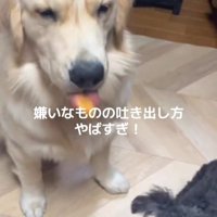 Ｑ太くんにみかんを投げたら6