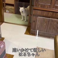「追いかけて！」
