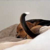 尻尾を振りながら寝る中型犬