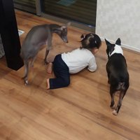 赤ちゃんとワンコたちの日常2