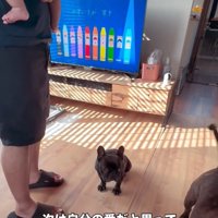健気に待つドムくん