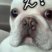 驚いた表情で飼い主を見つめる犬