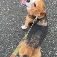 笑顔の中型犬
