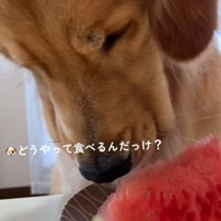 食べ方が分からない暖くん