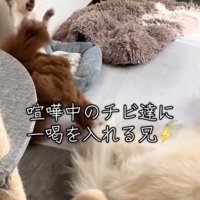 ケンカをしている犬
