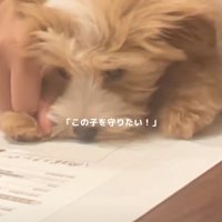 肉球で印を押す子犬