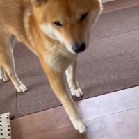 飼い主の元へやってきた柴犬