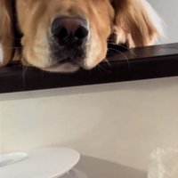 ドアップのイヴちゃん