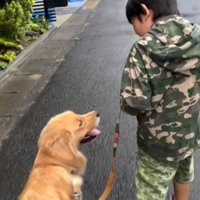 隣に並んで散歩をする犬と男の子