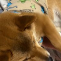 寝転がって拒否！