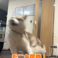 走り回るハスキー