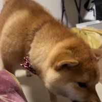 輪ゴムを元に戻すそら君