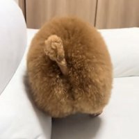 ソファの上にいる犬