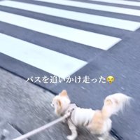 走ってバスを追いかけるチワワ