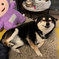 パパを出迎えるさくらちゃん