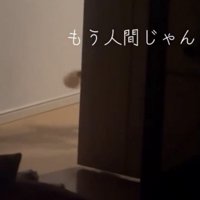 壁の向こうに消える犬