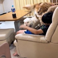 駆け寄ってくるわんこたち