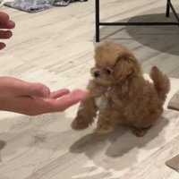 差し出された飼い主の手を見つめる子犬