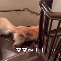 階段を下りるハルちゃん
