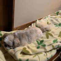 再びパパさんの毛布の上へ！