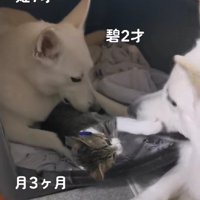 子猫もすっかり心を開いている