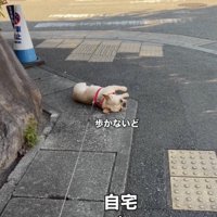 歩道のど真ん中！