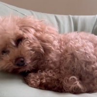 目を開けたハグちゃん
