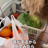愛犬のレアちゃんが…