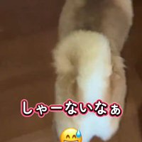 廊下を歩く犬