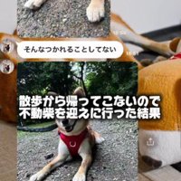犬が動かない