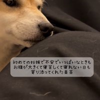 女性のお腹を見つめる茶色い犬