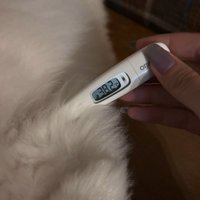 体温計を当てる飼い主さん