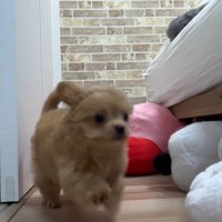 ブランちゃん＆チョコビちゃん3