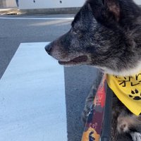 左右を確認するオレオくん