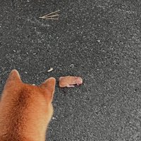 路上に赤ちゃん猫