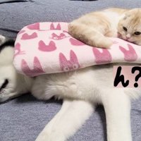 「？」