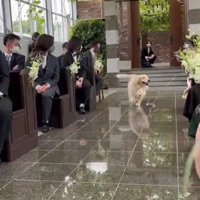 「リングドッグのプロだよ！！」