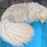 水風呂に入ってみたら…
