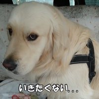 病院を嫌がるギンちゃん6