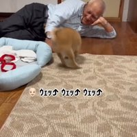 遊ぶ犬1