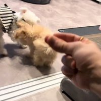 ケンカする犬3