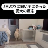 むう君＆める君と飼い主さんの再会