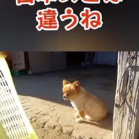 「日本のじゃないねえ」