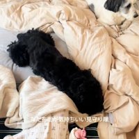 一緒に眠る赤ちゃんとわんこ