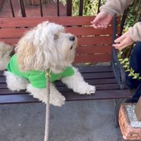 後ずさりする犬