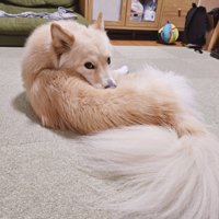 つるちゃんの日常